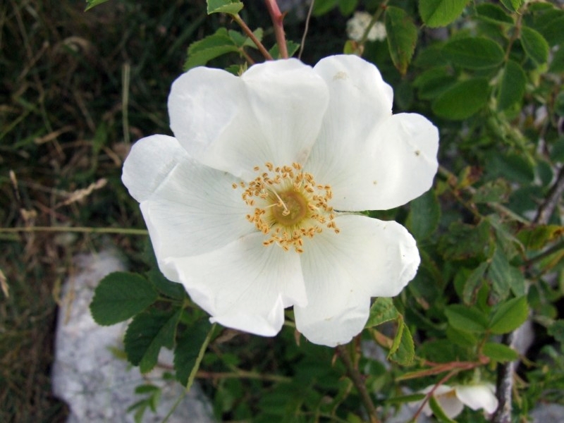 rosa